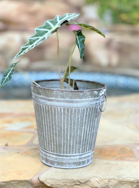 GRAY ZINC WHITE WASH S/3 PAILS WITH CIRCLE HANDLES