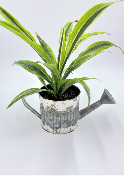 WHITEWASH ZIN ROUND WATERING CAN PLANTER